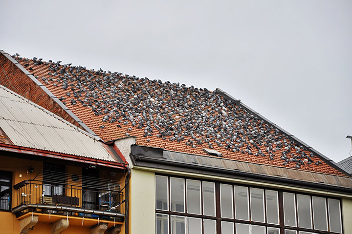 A2B Pest Control are able to install spikes to deter birds from roofs in Bishopstoke. 