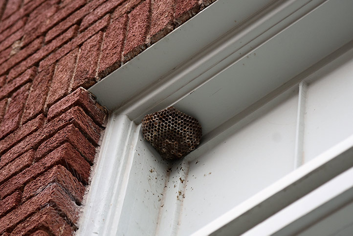 We provide a wasp nest removal service for domestic and commercial properties in Bishopstoke.